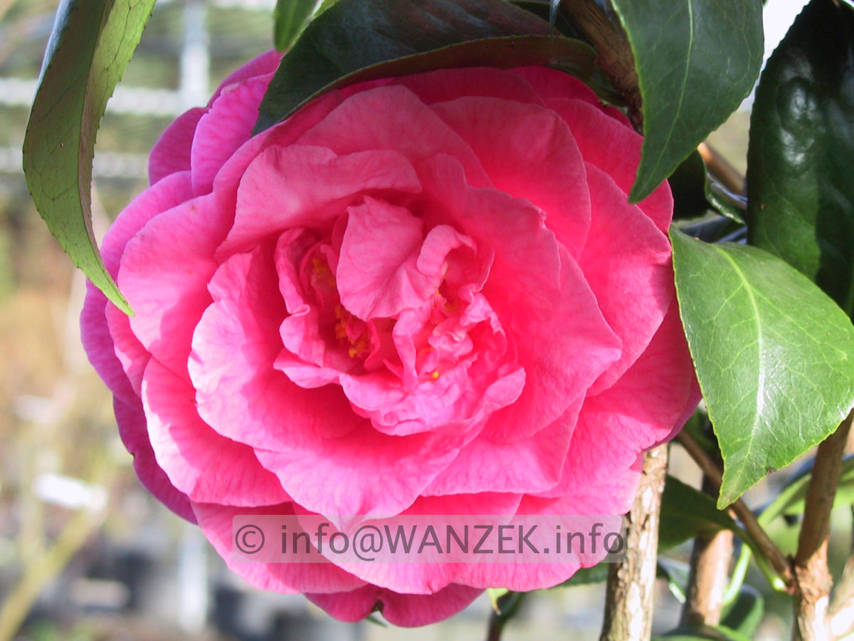 Camellia japonica Betty Sheffield Supreme.JPG